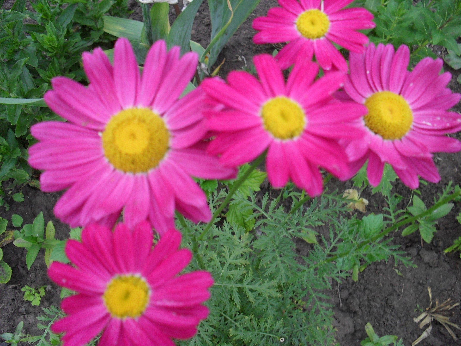 fiori fiore natura estate flora giardino floreale petalo fiore foglia colore brillante bella bouquet stagione botanico close-up erba decorazione crescita