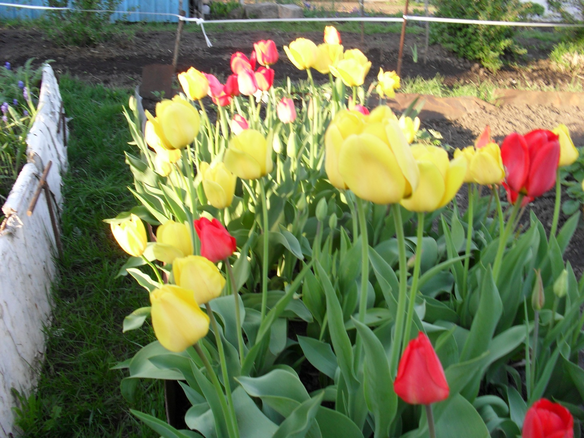 flores flor jardim flora tulipa natureza folha floral verão blooming pétala cor campo parque brilhante temporada grama brilhante buquê crescimento