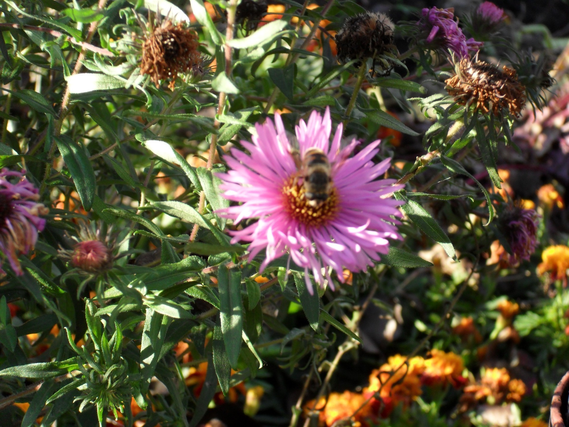 flowers nature flower flora garden summer leaf blooming floral petal outdoors color field bright close-up grass growth season hayfield botanical