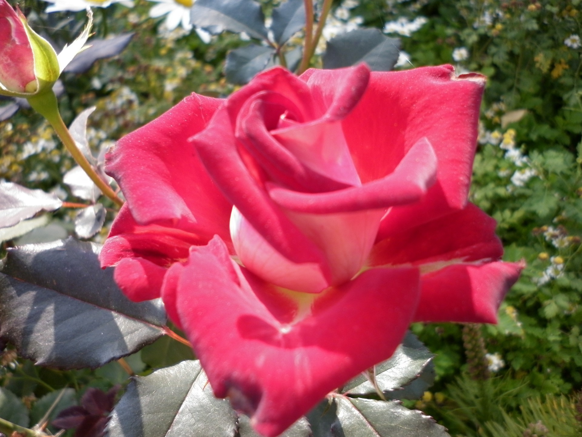 rosas flor flora naturaleza jardín bluming pétalo hoja floral verano al aire libre color botánico romance