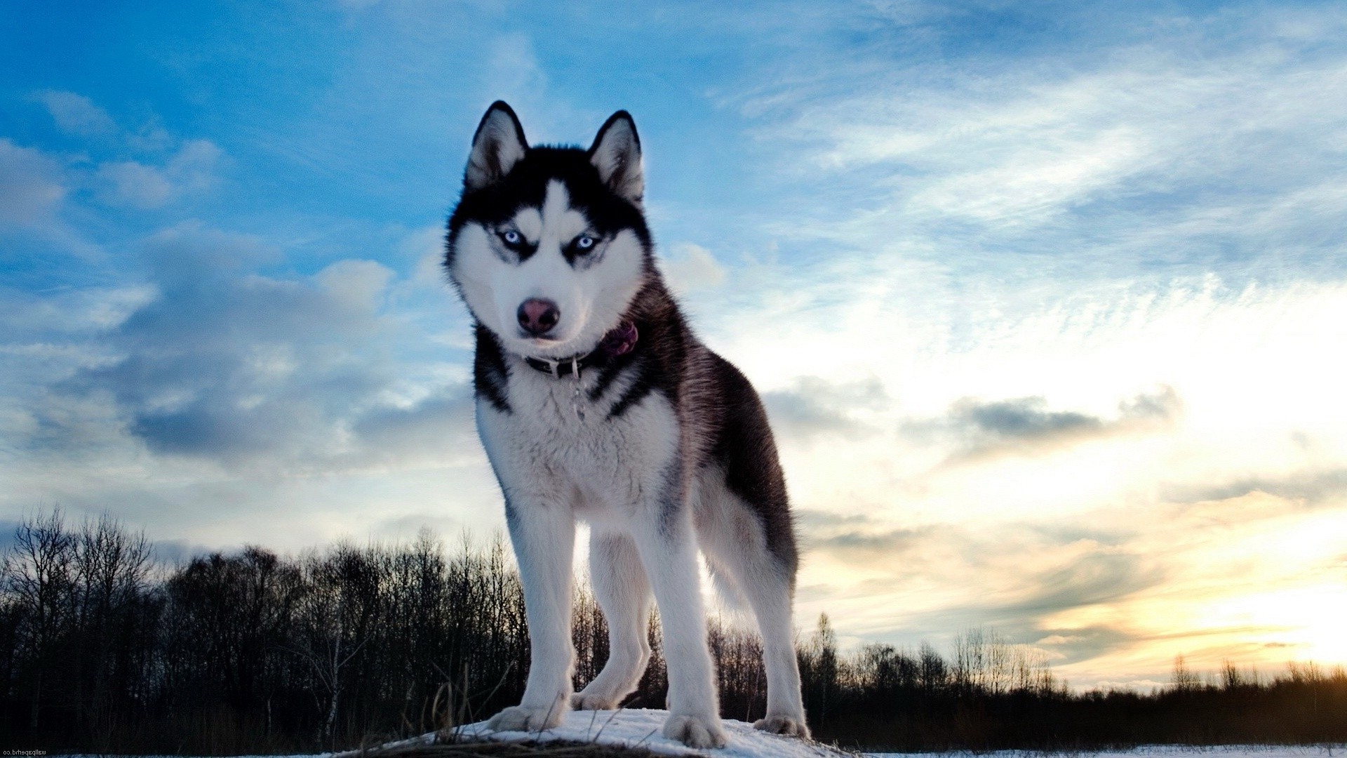 hunde hund säugetier hundeführer porträt im freien ein frostig