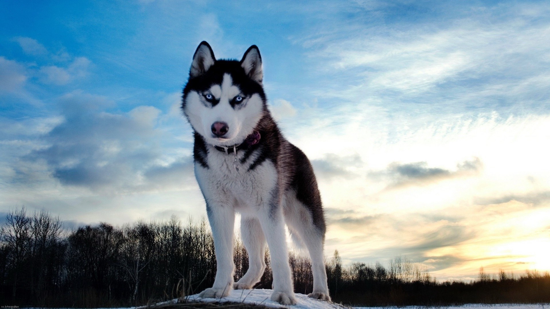 собаки собака млекопитающее кинолог портрет на открытом воздухе один морозный