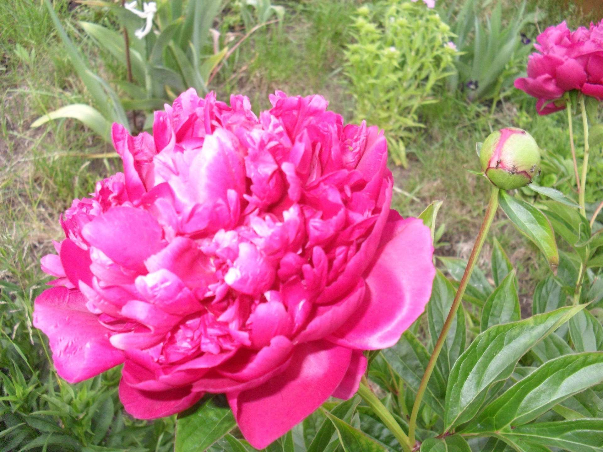 blumen natur garten blume flora sommer blatt blühen pfingstrose farbe blumen gras schön hell blütenblatt park saison strauch feld schließen