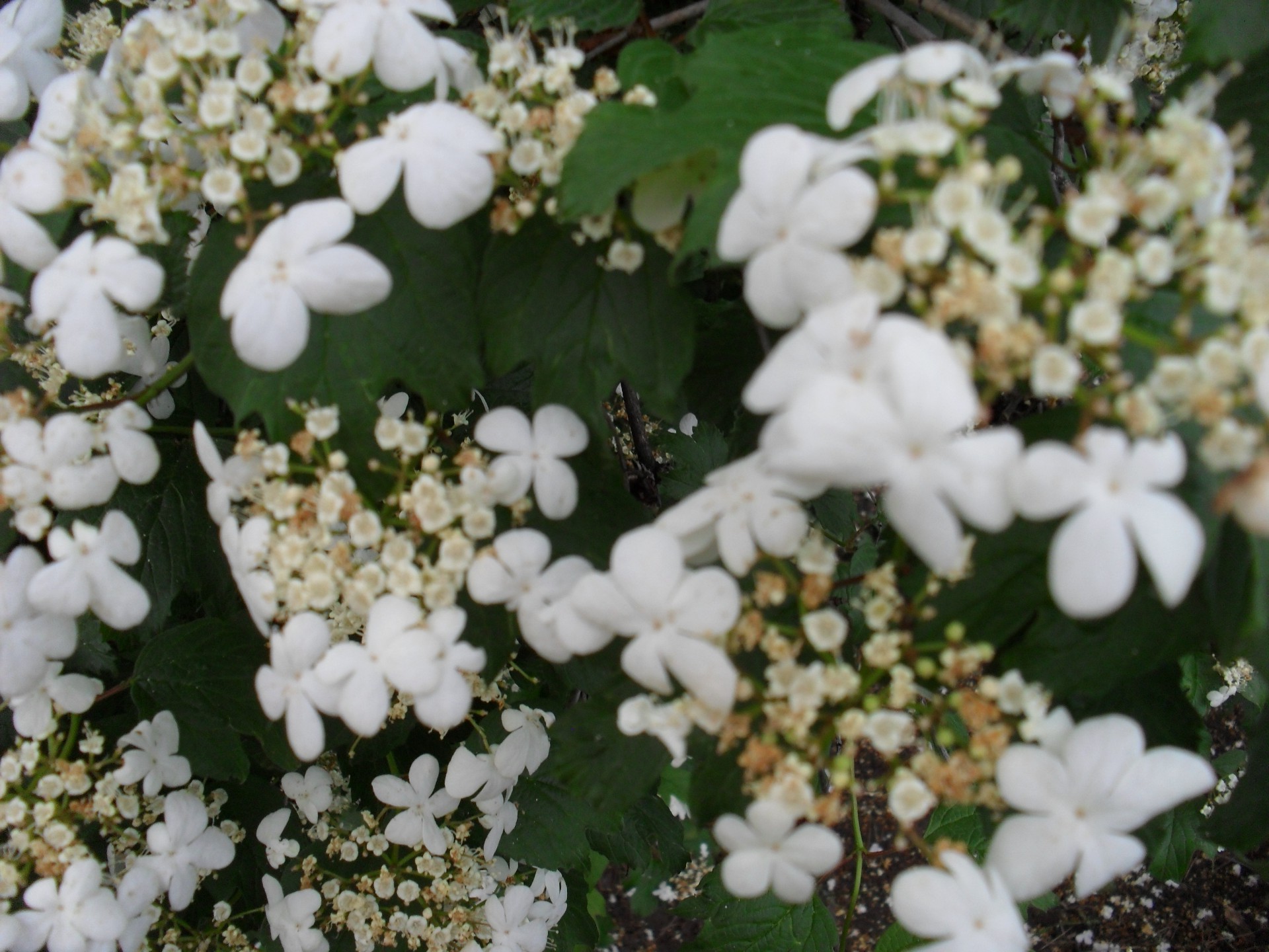 flowers flower flora nature season garden shrub summer floral leaf blooming decoration tree petal color