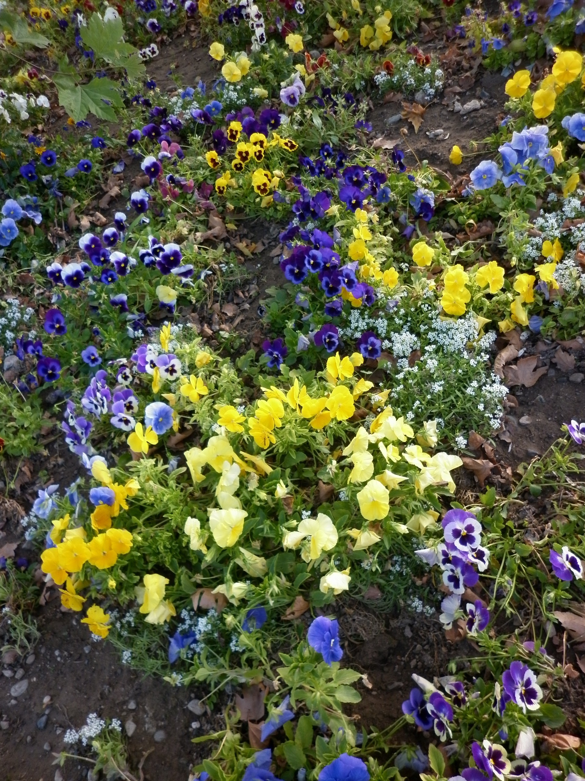 fleurs fleur jardin flore nature feuille bluming floral couleur pétale croissance été saison champ botanique lumineux à l extérieur lumineux jardinage