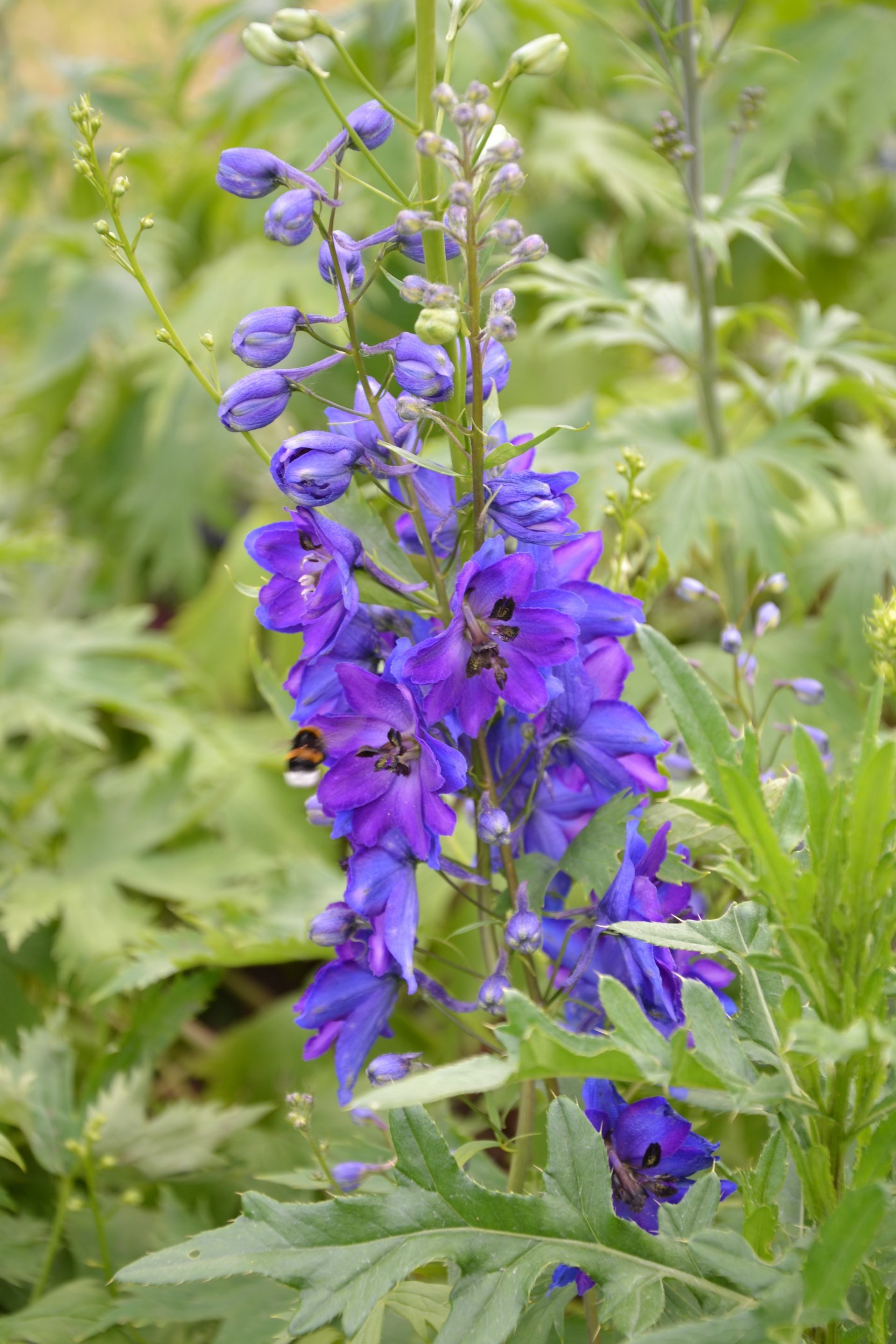 blumen natur flora blume garten blatt sommer blühen blütenblatt im freien wachstum blumen saison schließen hell heuhaufen wild