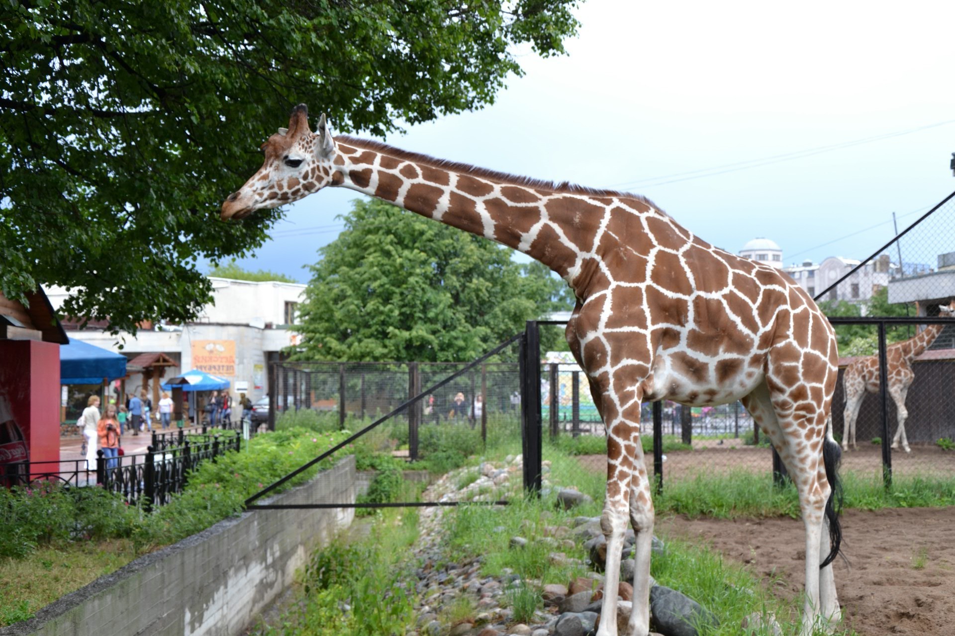 giraffe natura giraffa all aperto fauna selvatica mammifero animale erba