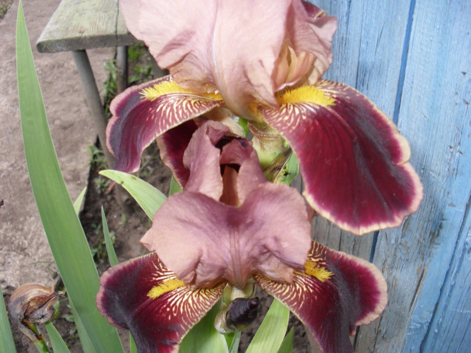 flowers nature flower outdoors garden flora summer tropical wood exotic color close-up floral