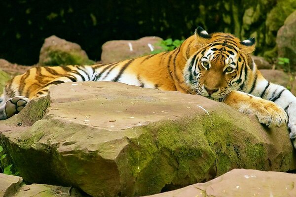 Tigre gigante descansa após caçada