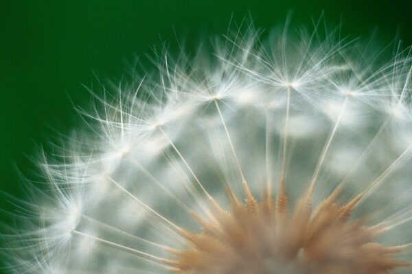 Dandelion seeds on a flower