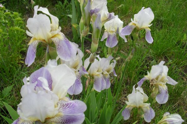 Blooming iris in the garden is beautiful