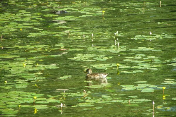 Les canards vivent confortablement dans un étang marécageux