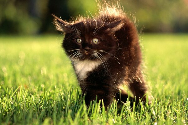 Gato en la naturaleza alerta en la hierba