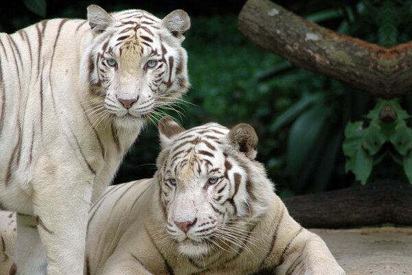 White tigers are looking in one direction