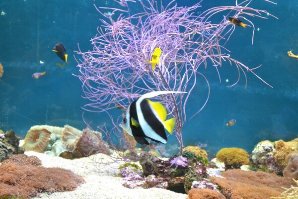 Underwater landscape with corrals and fish