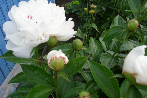 Jardin pivoine beauté de la nature