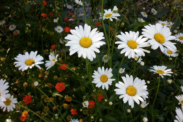 Fiori estivi in natura