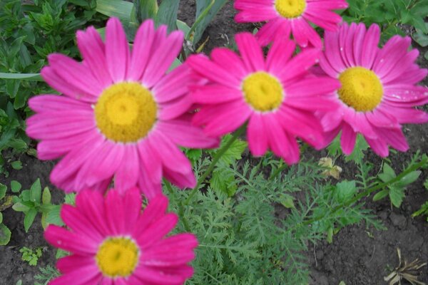 Bright fuchsia flowers