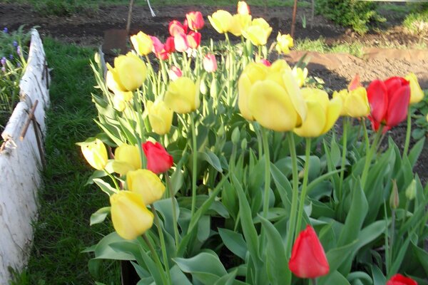 Beautiful tulips in the country