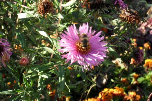 A bee collects nectar from a pink flowering plant