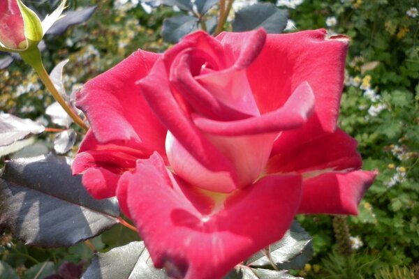 Pink rose under the light of the sun