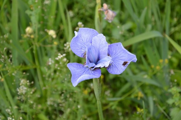 Purple flower on a background of green grass