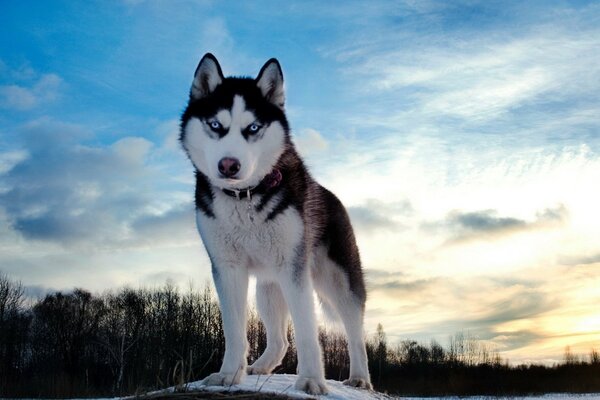 Pies husky stoi na pokrytym śniegiem kamieniu