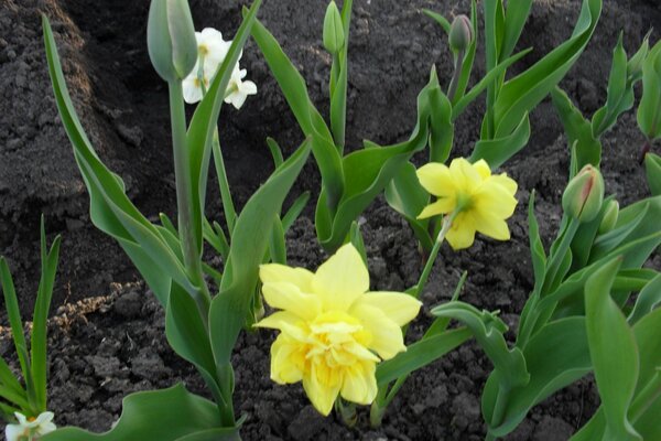 Frühling, Blumenbeet mit gelben Narzissen und roten Tulpen