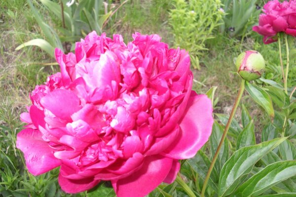 A blooming peony in the garden is beautiful