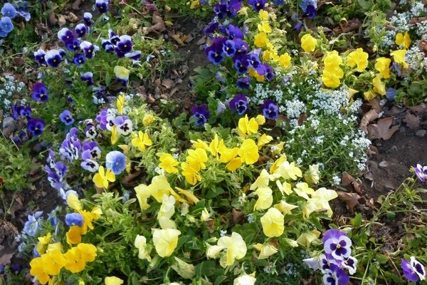 TEPPICH AUS BLUMEN IM GARTEN