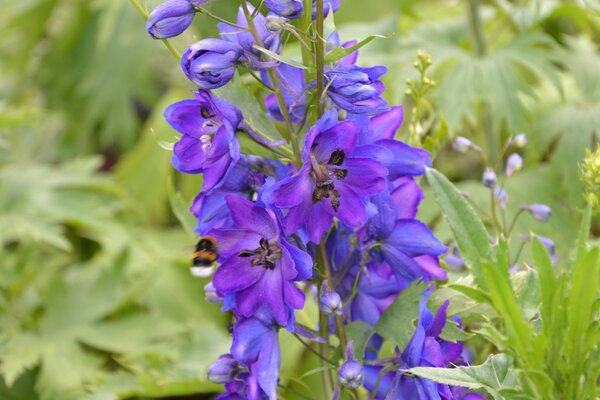 Lila Blume im Garten