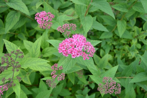 Pink flowers among greenery