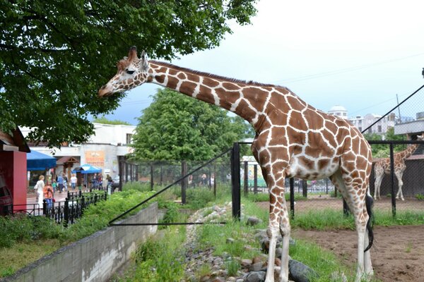 Girafe dans la ville de Vallières