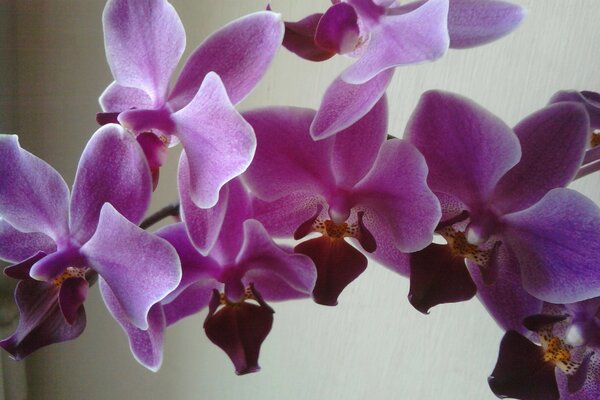 PHALAENOPSIS TROPICAL CRECE EN UN APARTAMENTO