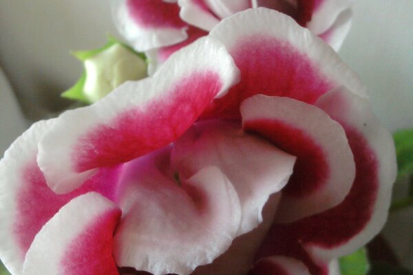 Increíble belleza de rosas blancas y rojas