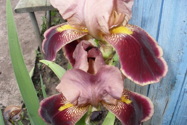 Blooming iris of a bard color on a bed near the fence