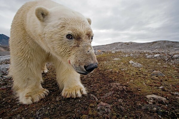带着血淋淋的枪口的北极熊