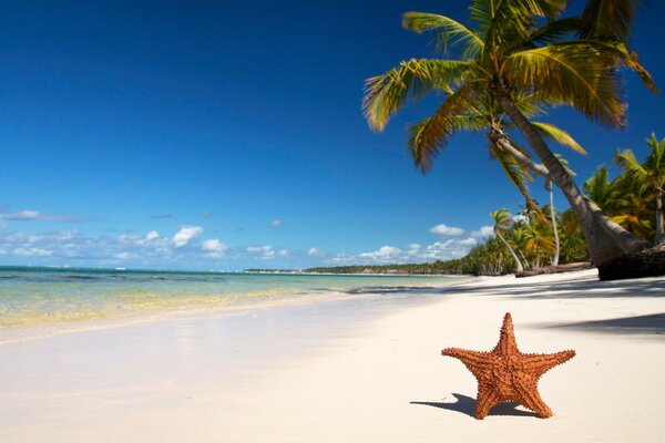 Estrella de mar bajo una palmera en la playa del mar azul