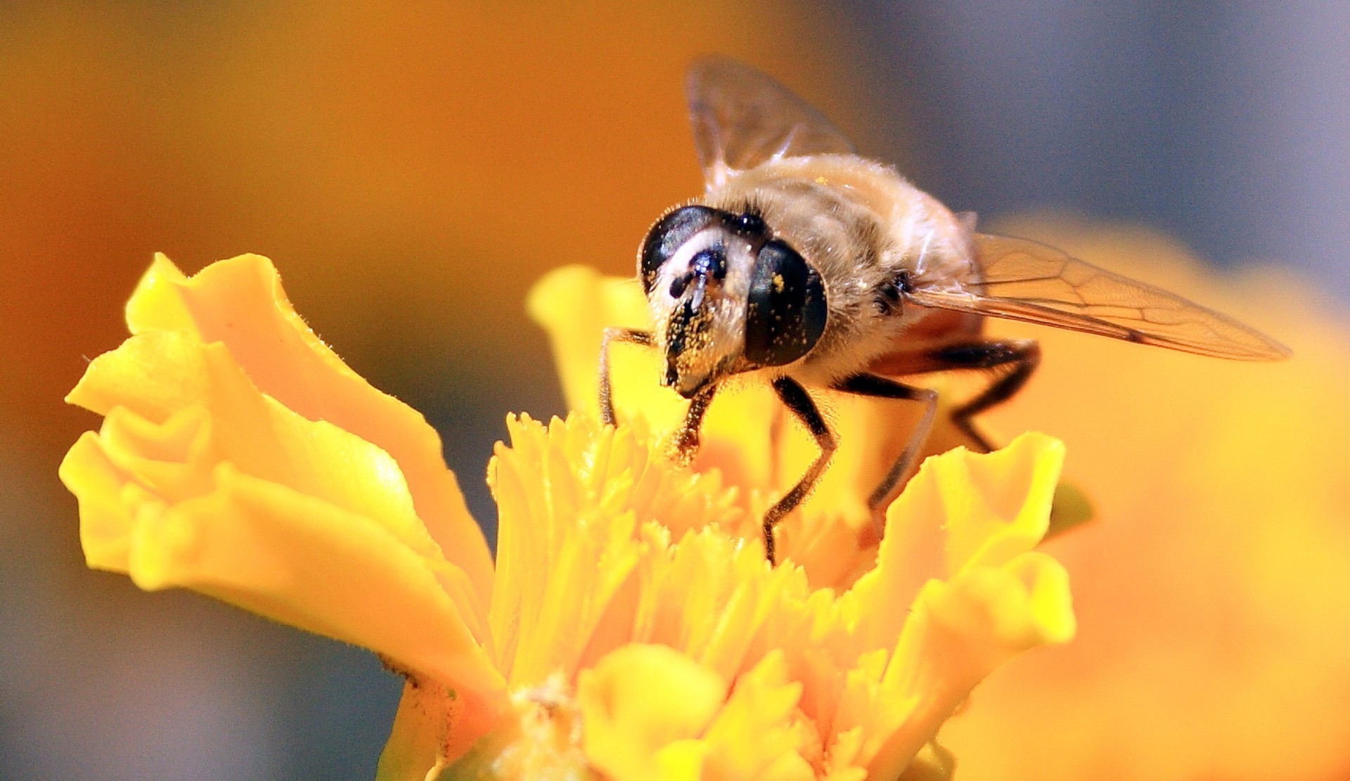 animals nature blur outdoors wildlife insect summer