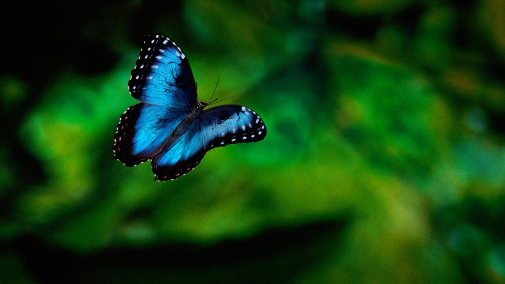 природа цветы синие насекомое бабочка скачать
