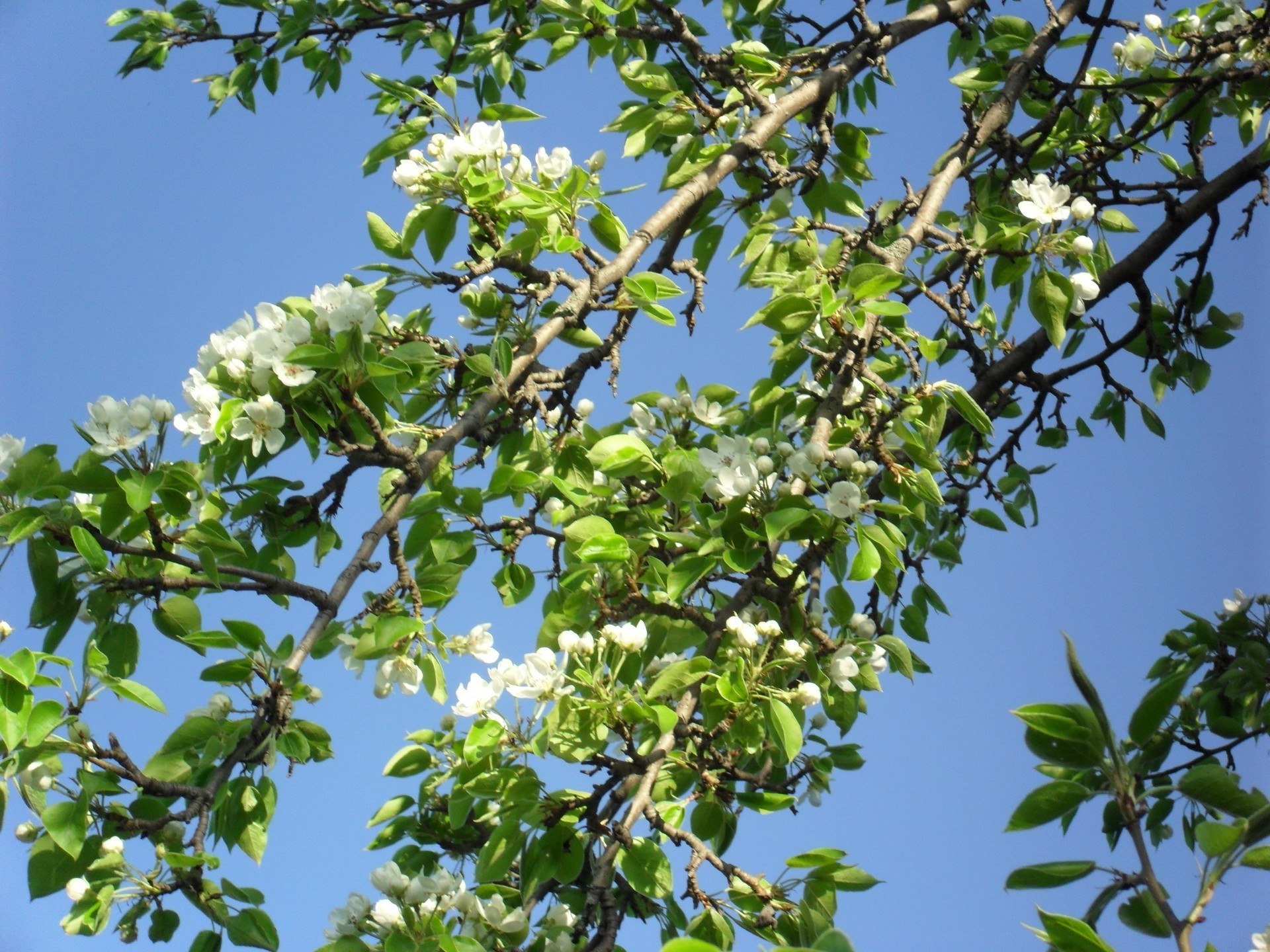 flowers tree branch nature leaf flora growth season flower outdoors fair weather summer sun environment garden bright sunny park apple sky