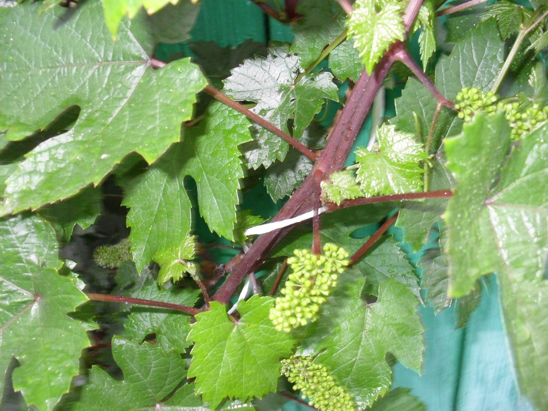 the garden vine leaf flora food nature growth agriculture fruit grapevine close-up pasture outdoors wine grow garden farm branch environment