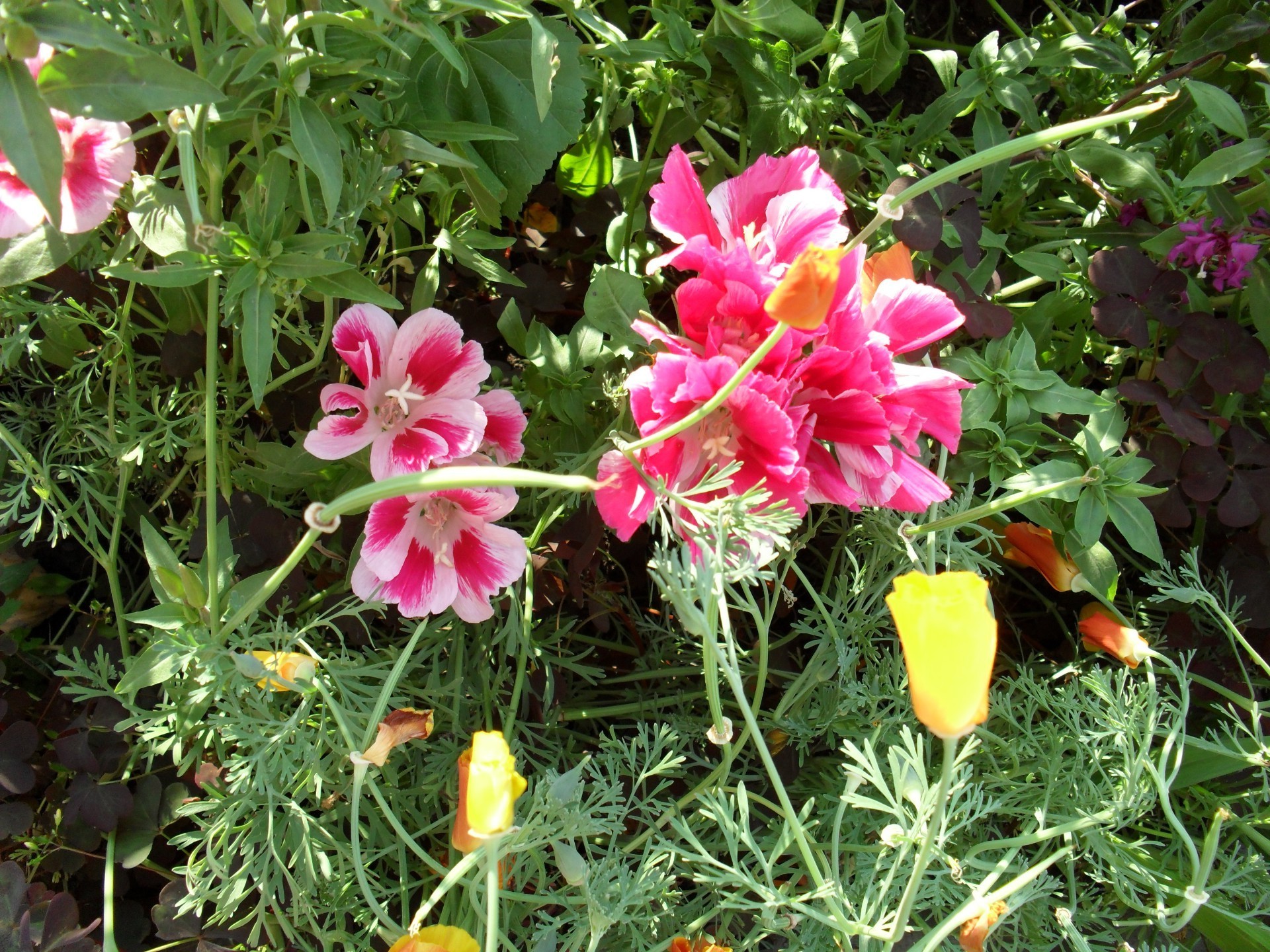 blumen blume garten natur sommer flora blatt blühen blumen gras farbe blütenblatt feld saison schließen im freien hell heuhaufen park schön