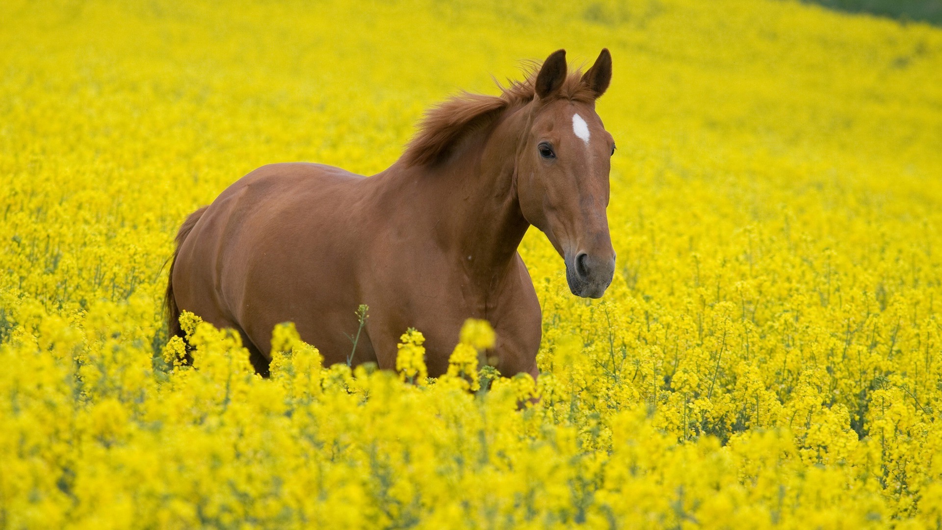 cavalos campo fazenda feno agricultura flor paisagem rural natureza