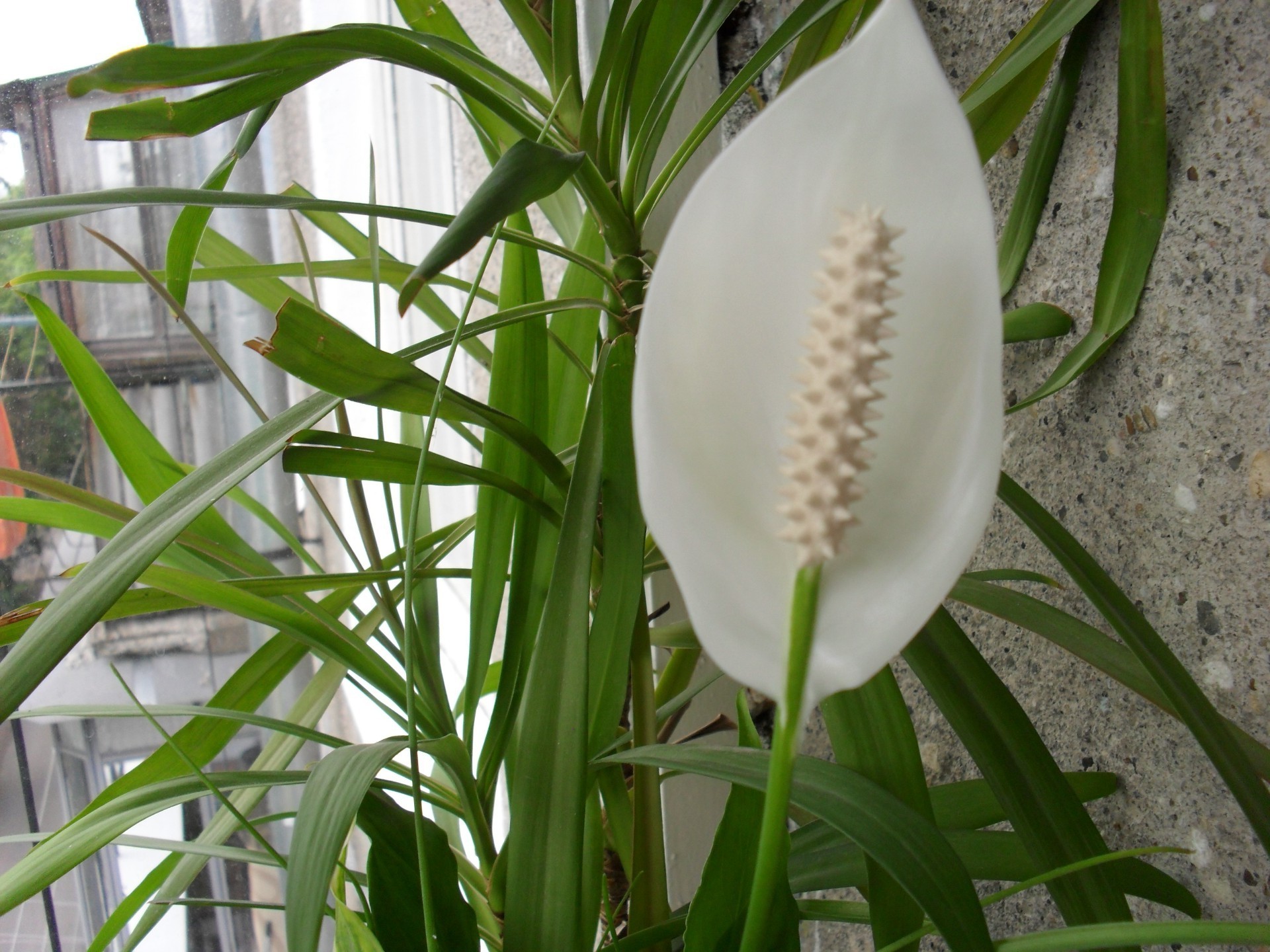 flowers nature leaf outdoors summer flora growth grass flower isolated