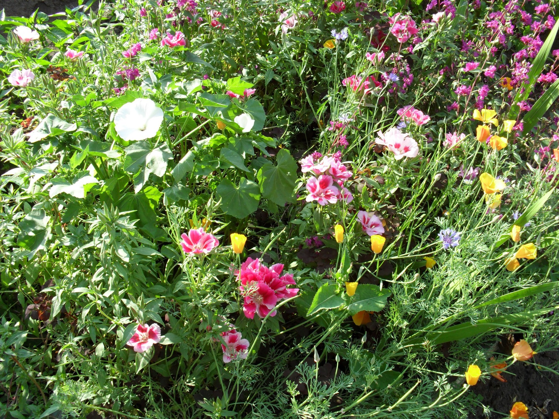 kwiaty kwiat flora ogród natura bluming lato kwiatowy płatek liść pole trawa sianokosy sezon kolor wzrost jasny dobra pogoda trawnik kolego na zewnątrz