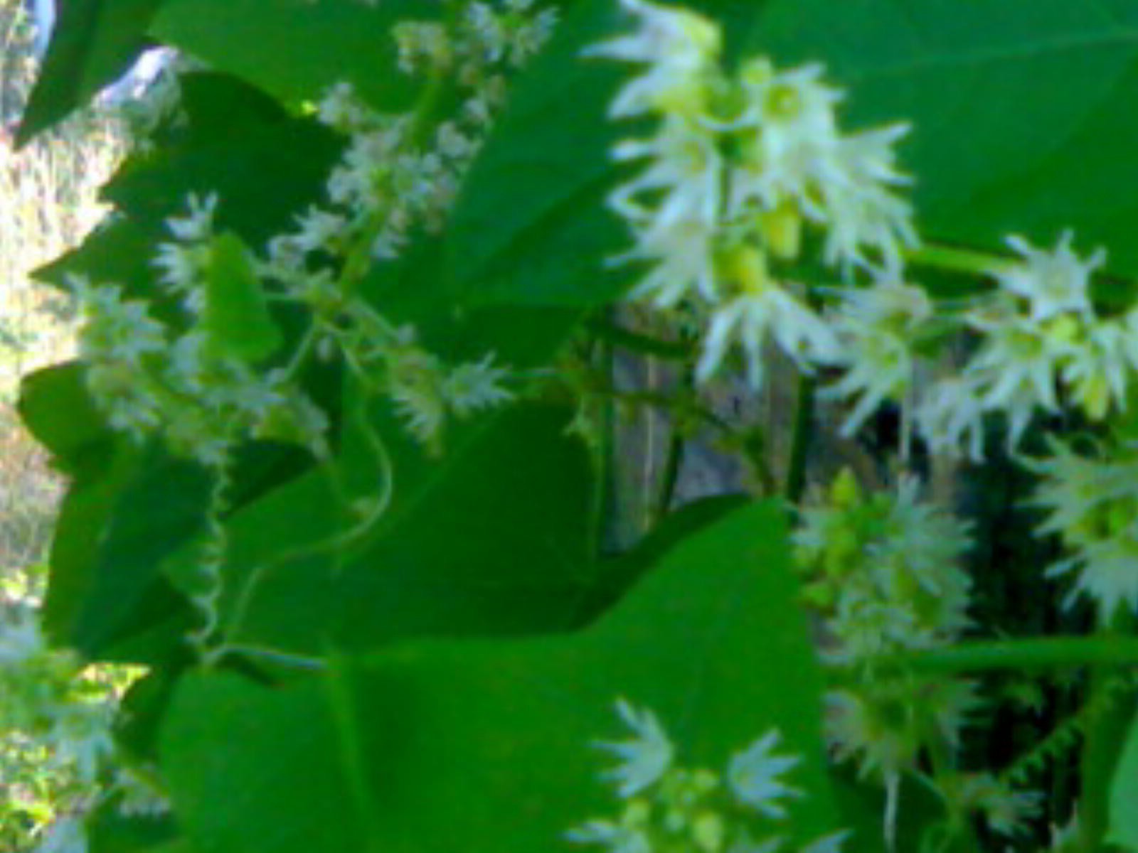 orto flora foglia natura crescita giardino fiore close-up stagione erba freschezza estate cibo all aperto a base di erbe floreale verdura botanico ramo