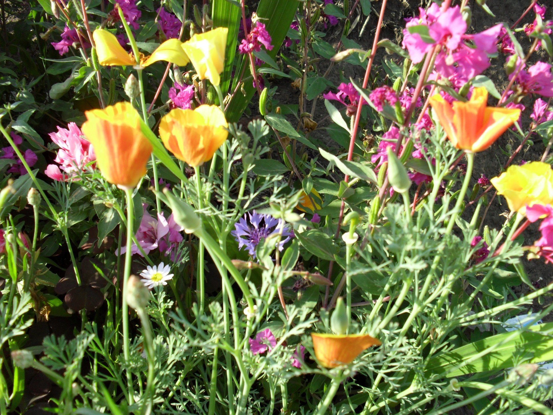 fleurs fleur flore nature jardin été bluming feuille floral pétale champ lumineux couleur saison herbe beau temps croissance à l extérieur foin botanique