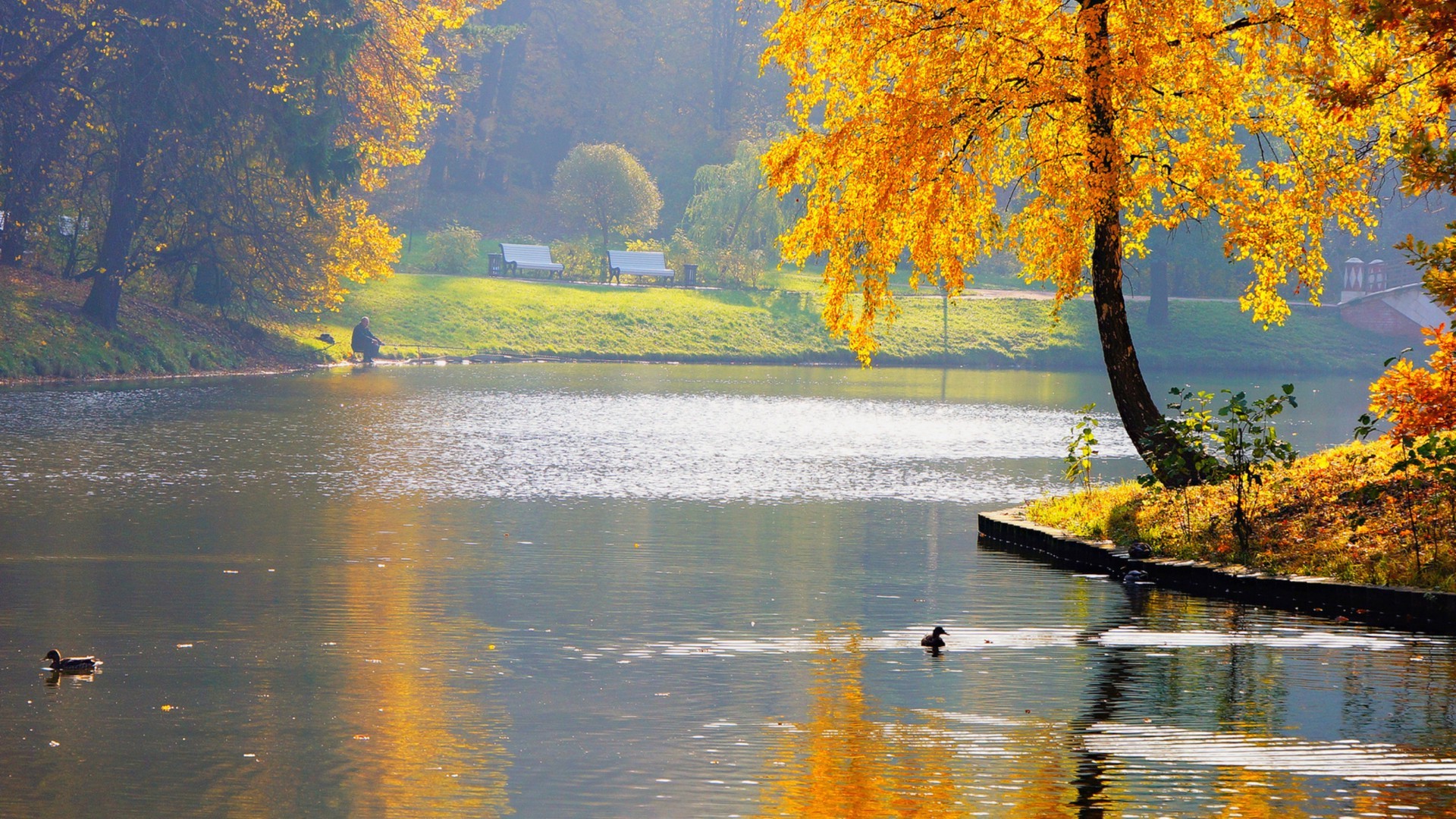 rivers ponds and streams fall tree water lake river leaf landscape scenic wood nature outdoors season reflection park maple gold daylight