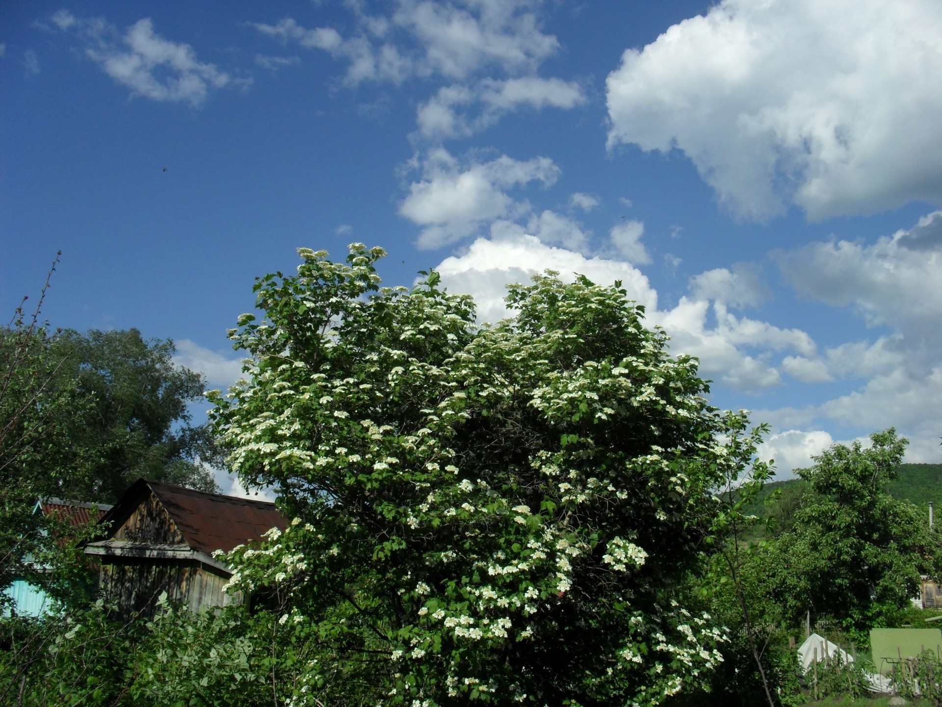 native open spaces tree wood nature landscape outdoors leaf summer sky rural grass flora